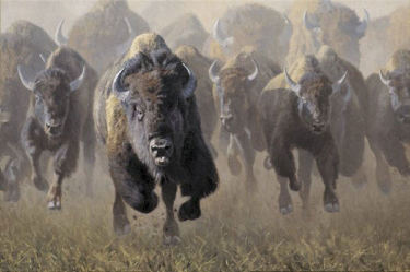 Charging buffalo