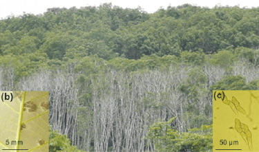 Rubber plantation infected by leaf blight