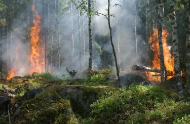 Burning rain forest